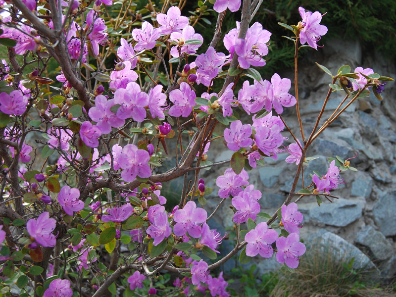 Ang Rosemary rosemary ay isang iba't ibang maaaring matagpuan sa Siberia at Altai.