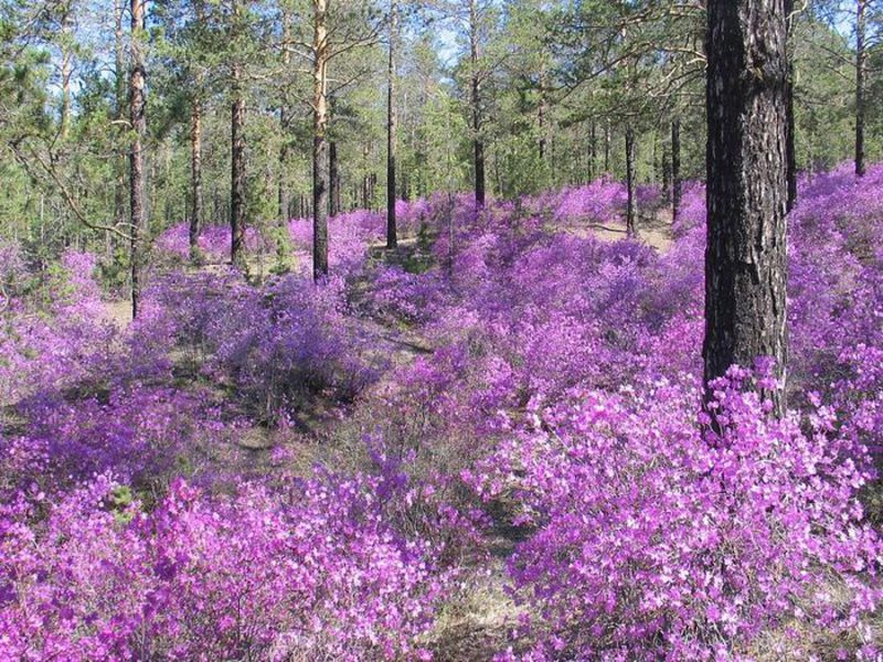 Alecrim selvagem em flor - a beleza de Altai.