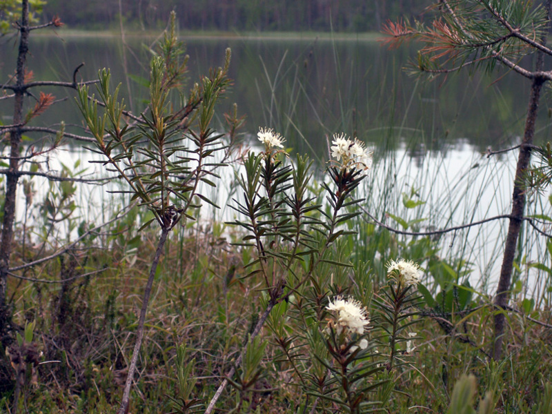 Romarin blanc des marais sur la rive du fleuve.