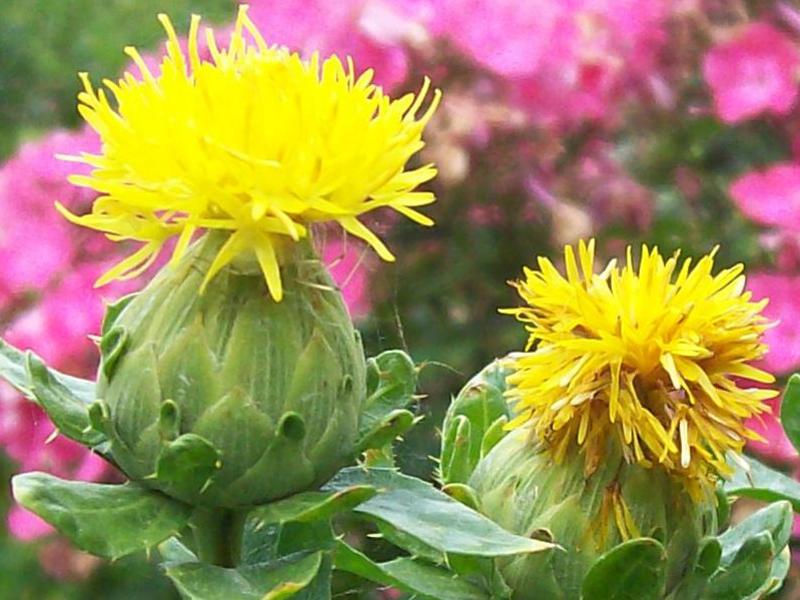 Safflower digunakan secara aktif dalam perubatan.