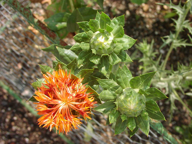 Mewarnai safflower di hutan boleh tumbuh di kawasan pembersihan di mana terdapat banyak cahaya.