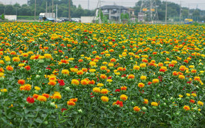 Càrtam en cultiu a una granja: un camp de flors.