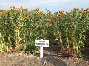 Ang fodder safflower ay nakatanim sa isang pang-industriya na sukat.