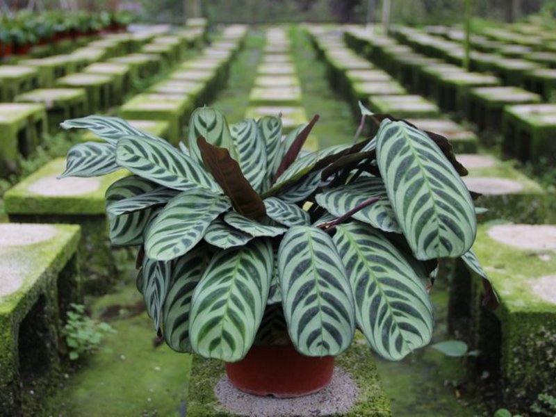 Arrowroot in huis zal je groene hoek versieren.