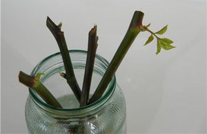 Fer créixer una rosa d’un ram