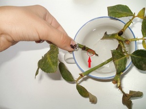 How does the rooting of rose cuttings