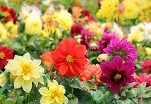 Dahlias giống hàng năm