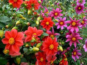 Cara menyebarkan dahlia di kebun