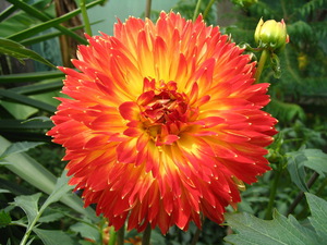 Menjarah dahlia dari biji