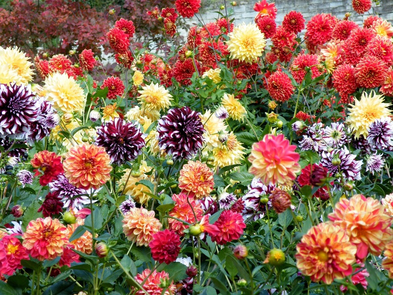 Dahlia seeds