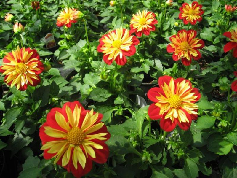 How to plant a dahlia correctly