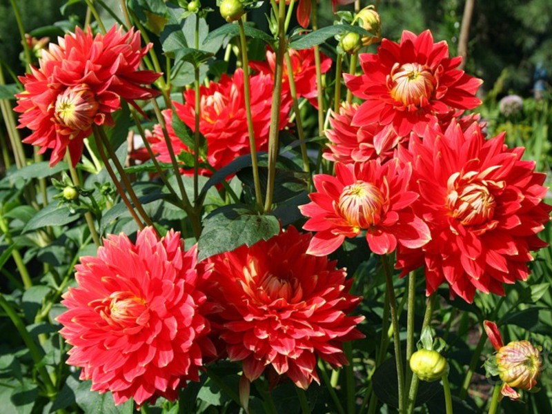 Blooming dahlias