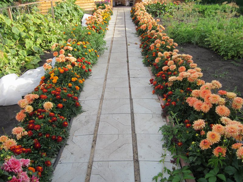 Flores de dalia florecientes