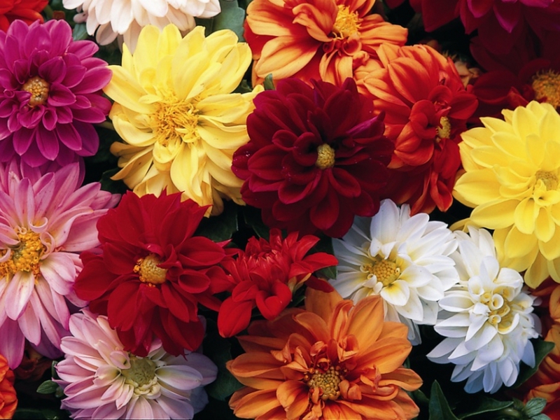 เติบโต dahlias ประจำปี