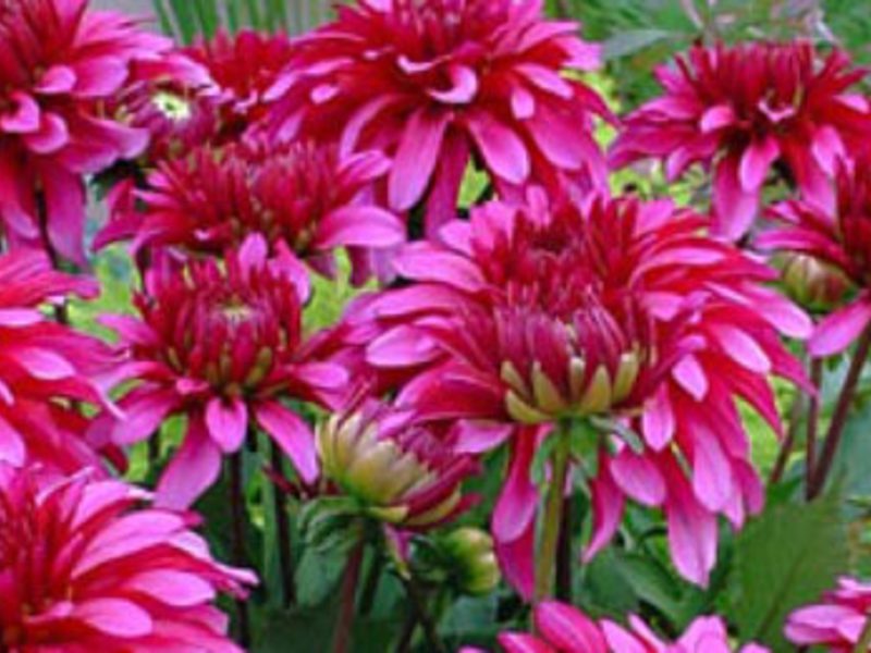 Dahlias พันธุ์ประจำปี