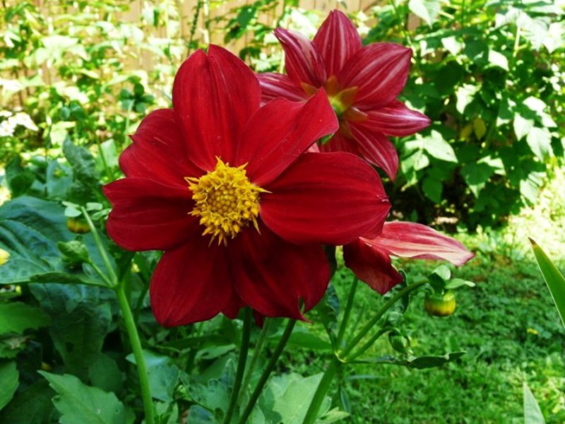 Paglalarawan ng mga dahlia na bulaklak