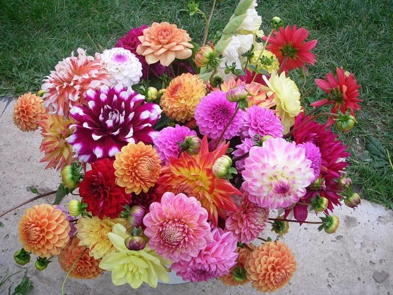 Trồng và chăm sóc dahlias