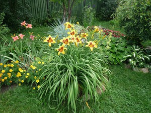 Daylily landing