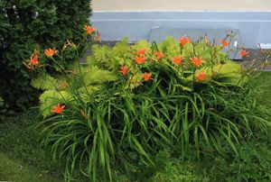 Come piantare i daylilies