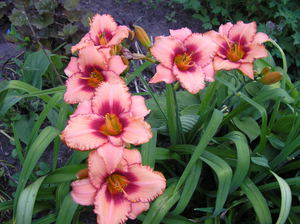 Daylily növény