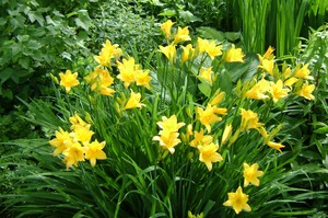 Daylily varieties