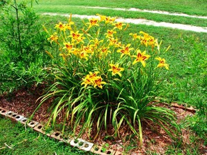 Daylilies çiçeklenme dönemi