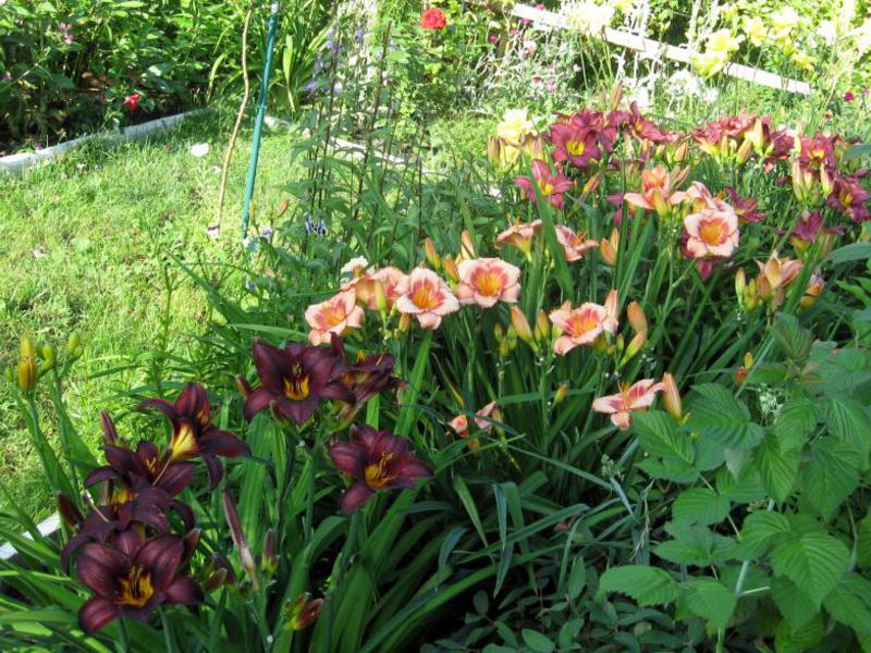 Daylilies no projeto do jardim