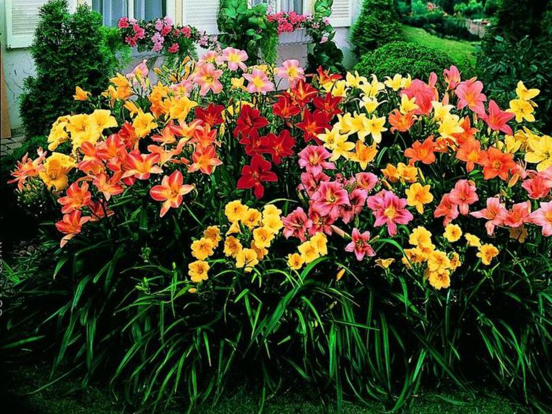 Decoração de jardim de flores