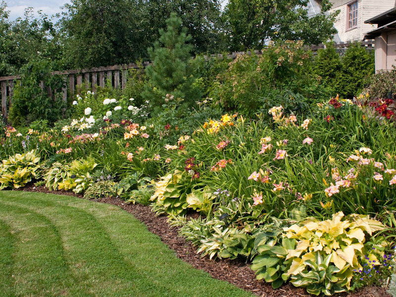 Com creixen els daylilies