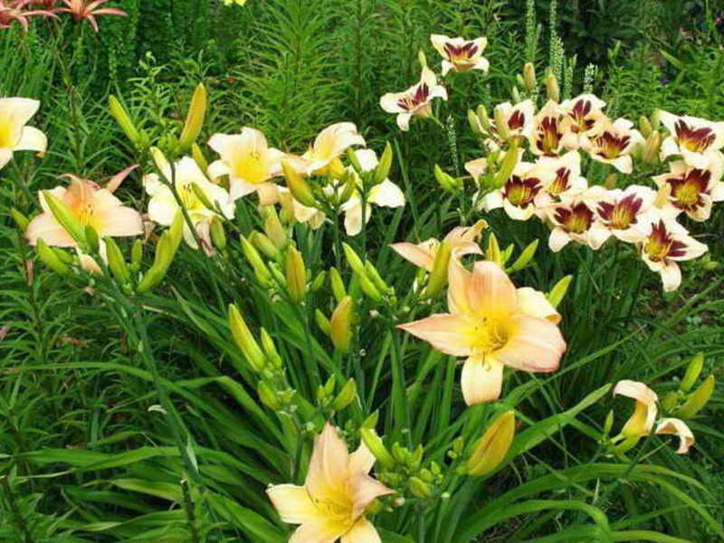 Palamuti ng bulaklak na kama na may mga daylily