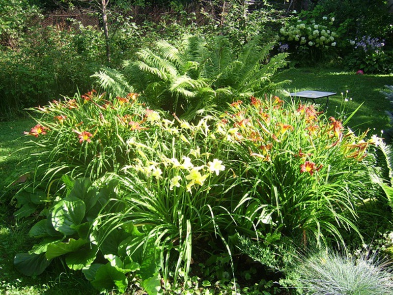 Perosak Daylily