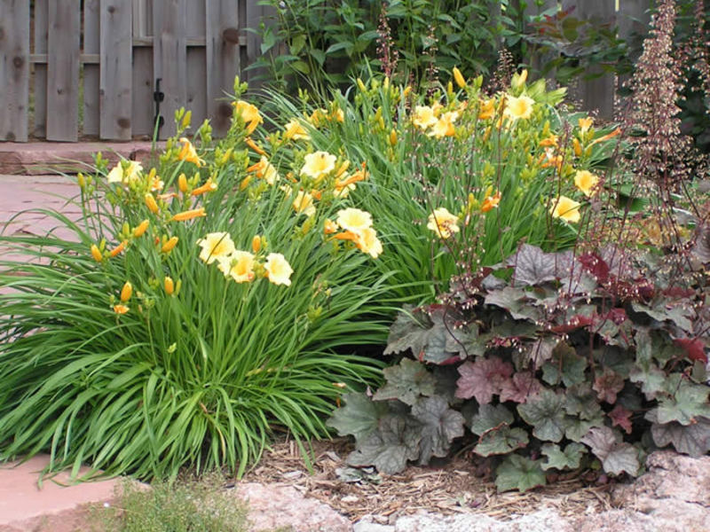 Reprodução de daylilies