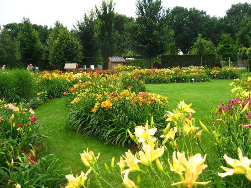 Daylilies trong thiết kế sân vườn