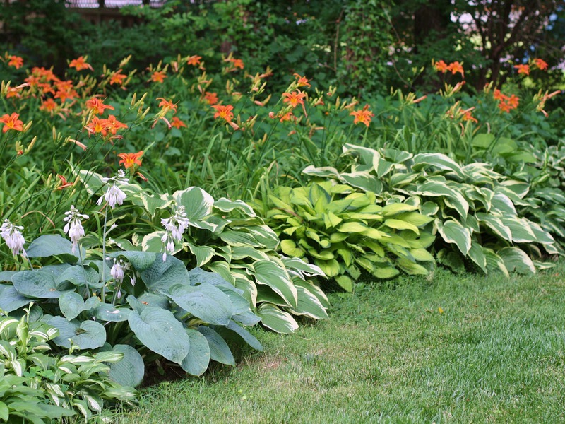 Descrizione dei metodi per l'allevamento della daylily