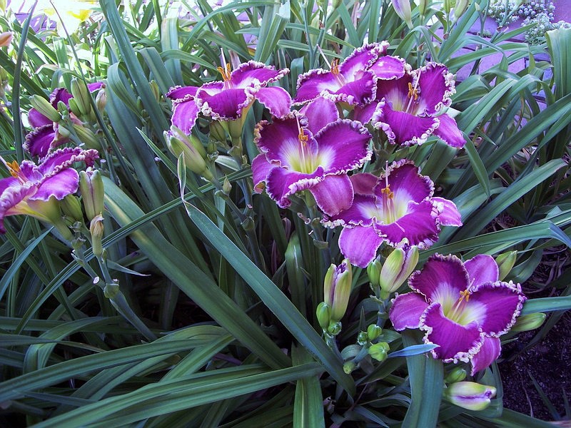 Cách nhân giống Daylilies