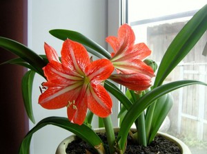 Bela casa lírio em flor