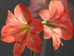 A flor do lírio é muito bonita e distinta.