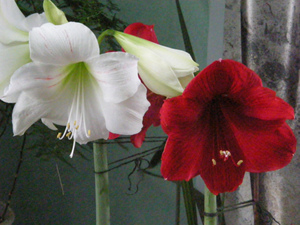 As flores de lírio podem ser de diferentes tons.