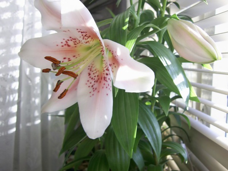 Lily é uma linda flor que pode ser cultivada em casa.