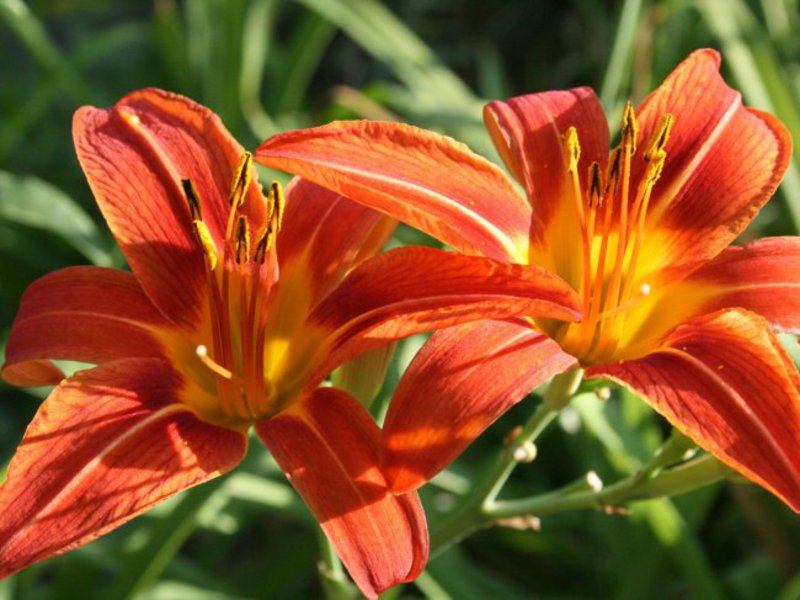 Lilien brauchen eine gute Beleuchtung, was zu Hause wichtig ist.