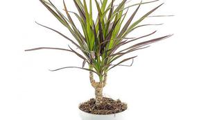 Dracaena reunustettu näkyy kuvassa