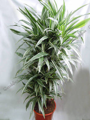 Dracaena deremskaya - interesanta mājas augu šķirne