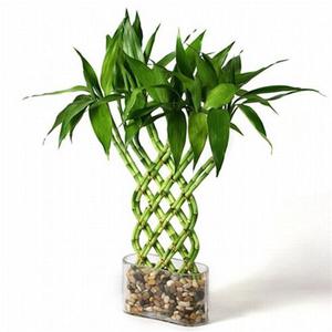 Laimes bambuss ir dracaena veids.