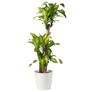 Dracaena wangi adalah sejenis tanaman pasu.