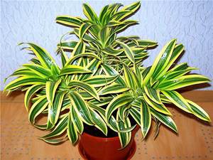 Dracaena งอแสดงอยู่ในภาพถ่าย