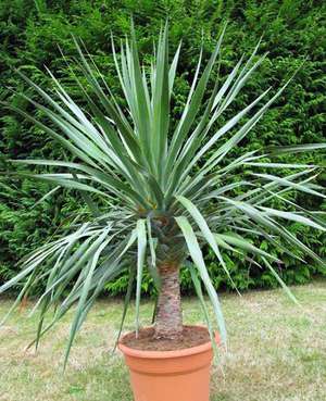 Dracaena Draco on valokuva kauniista kukasta.