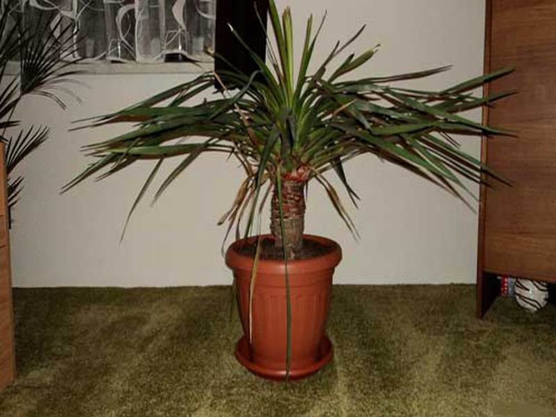 Dracaena-lohikäärme potissa näkyy kuvassa