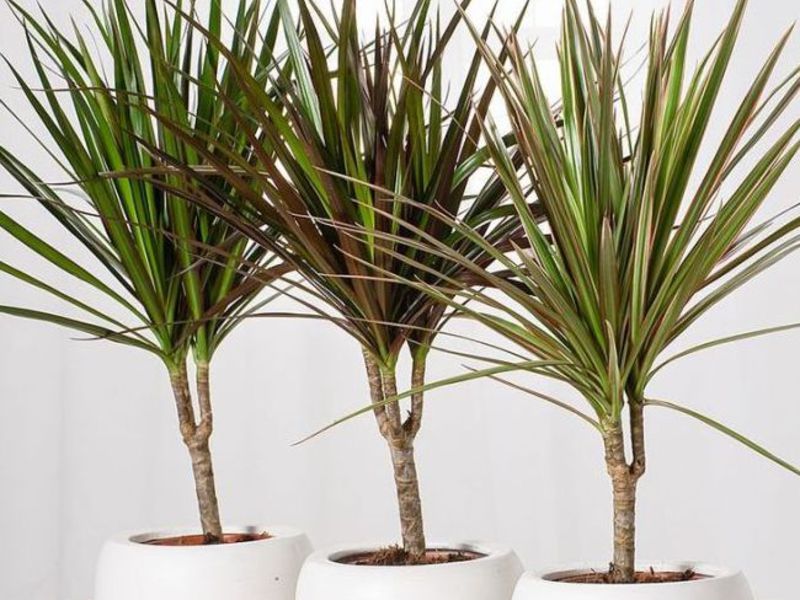 A propagação de dracaena é possível por meio de estacas e sementes.