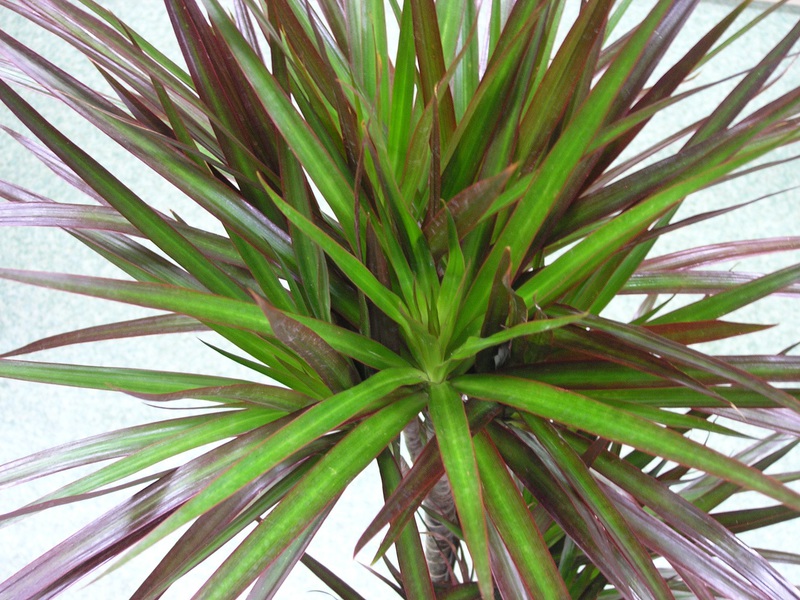 Dracaena Marginata groeit vaak in kantoren.