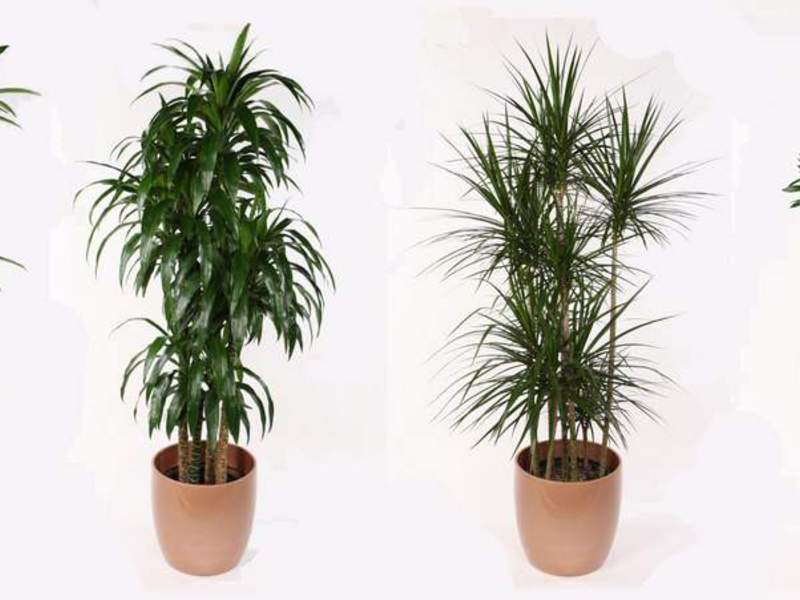 Dracaena ở nhà không cần chăm sóc đặc biệt.